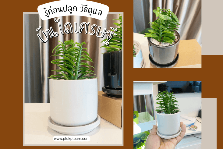 3 เคล็ดลับ รู้ก่อนปลูก ต้นบันไดเศรษฐี ไม้มงคล เรียกทรัพย์ ปี 2567