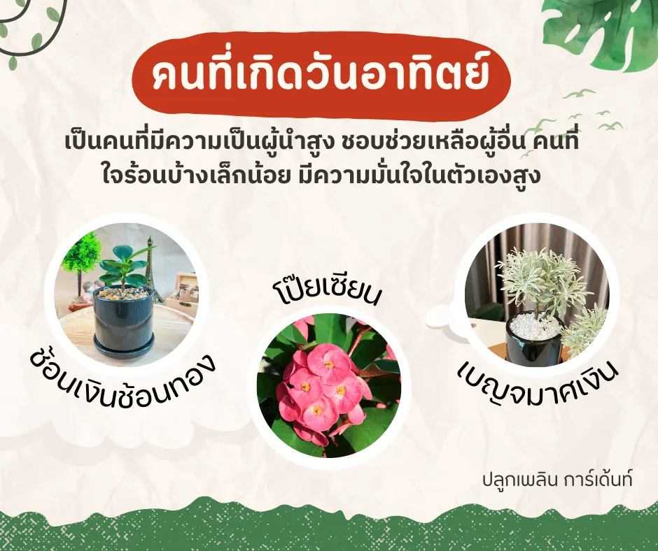 ไผ่กวนอิม ไม้ มงคล ไม้ ฟอก อากาศ ต้นไม้ ออนไลน์