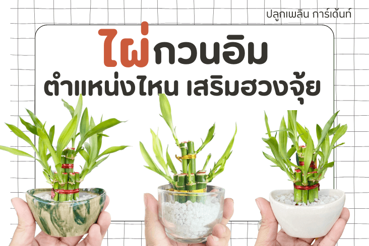 ไผ่กวนอิม วางตรงไหน ช่วยเสริมฮวงจุ้ยบ้าน มีความหมายมงคลอย่างไร