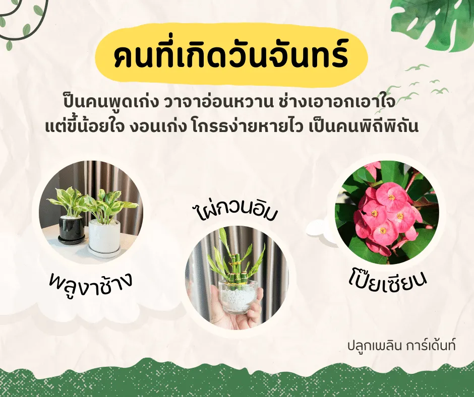 ไผ่กวนอิม ไม้ มงคล ไม้ ฟอก อากาศ ต้นไม้ ออนไลน์