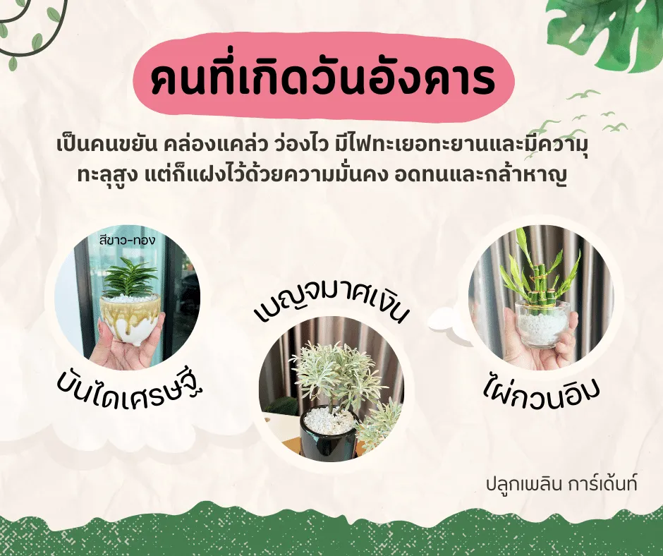 อวยพรวันเกิด ไม้มงคลของผู้ที่เกิด วันอังคาร