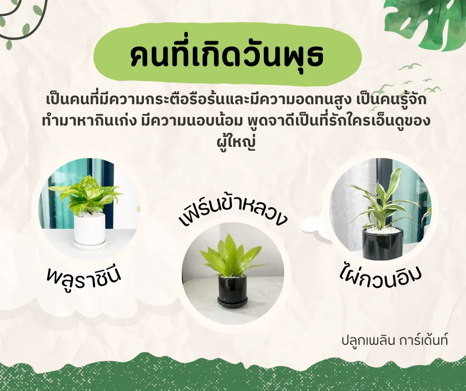 ไม้มงคลของผู้ที่เกิด วันพุธ