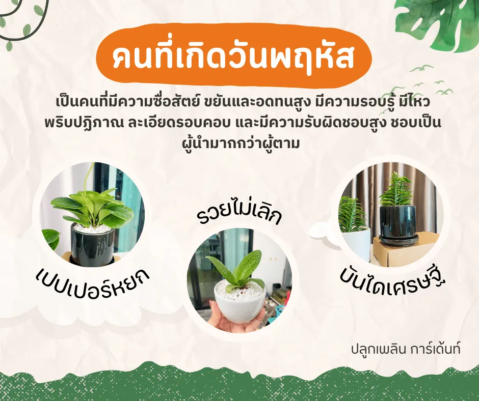 อวยพรวันเกิด ไม้มงคลของผู้ที่เกิด วันพุธ