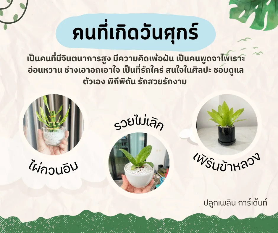 ไม้มงคลของผู้ที่เกิด วันพุธ