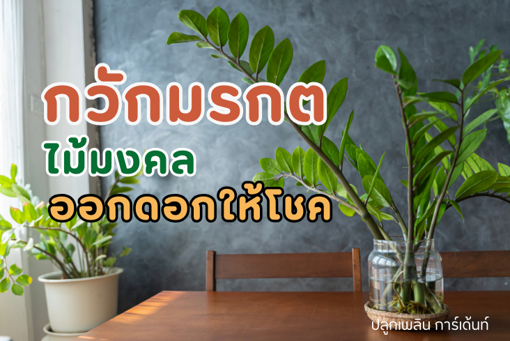 กวักมรกต ไม้มงคล ออกดอกให้โชค ฟอกอากาศในบ้านได้