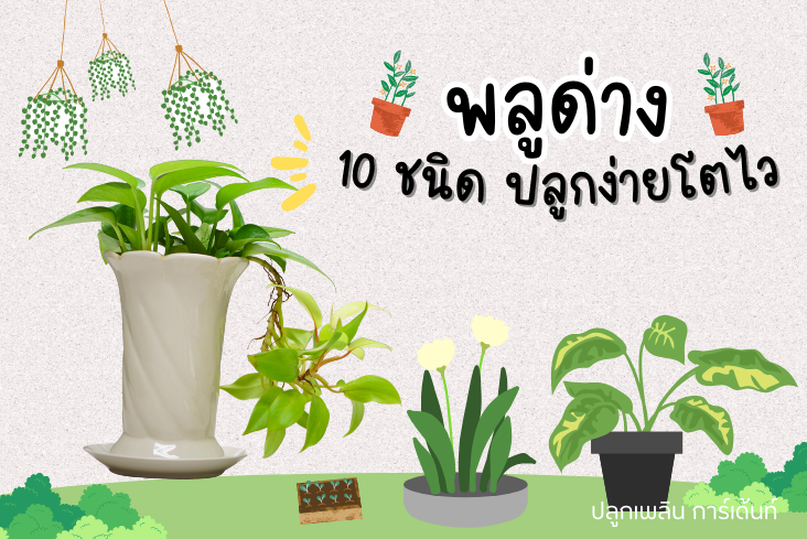 พลูด่าง 10 ชนิด ปลูกง่าย พร้อมเคล็ดลับปลูกพลูด่างให้โตไว!!