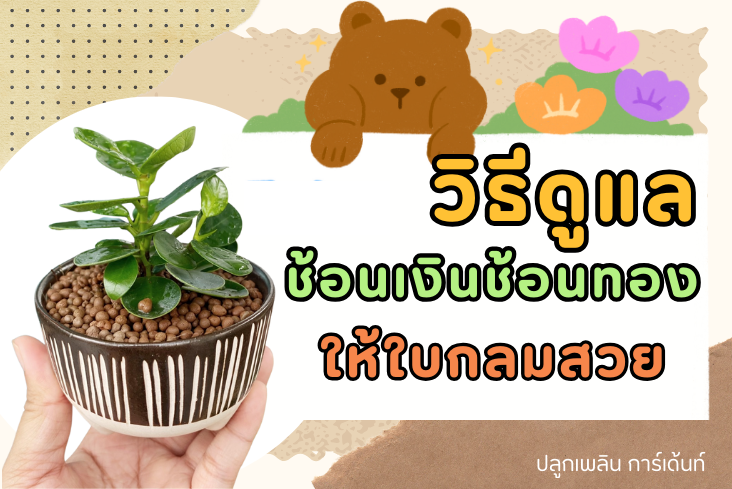 ต้นช้อนเงินช้อนทอง ปลูกอย่างไร ให้ ใบกลมสวย ช่วยฟอกอากาศ
