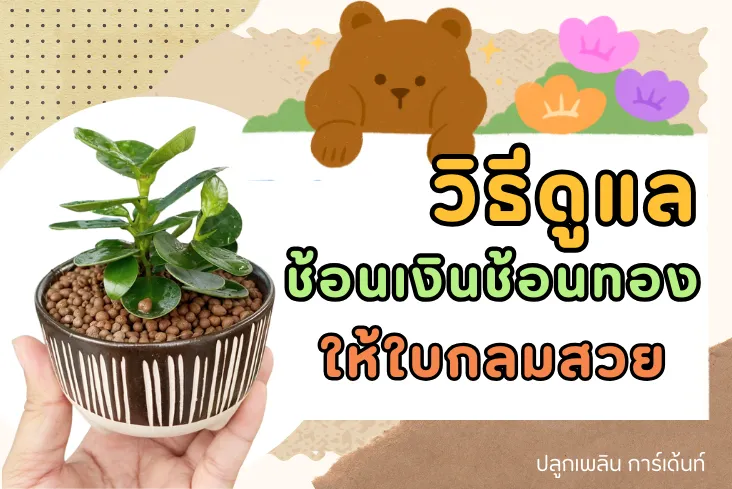 ต้นช้อนเงินช้อนทอง ปลูกอย่างไร ให้ ใบกลมสวย ช่วยฟอกอากาศ