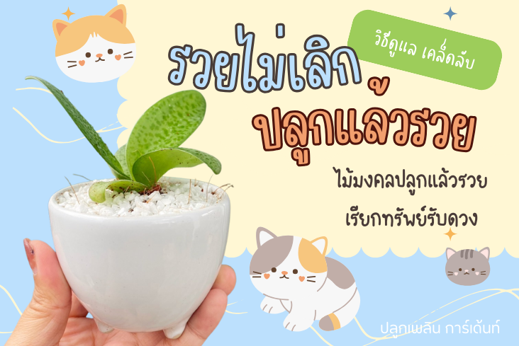 วิธีดูแล รวยไม่เลิก ไม้มงคลปลูกแล้วรวย เรียกทรัพย์รับดวง
