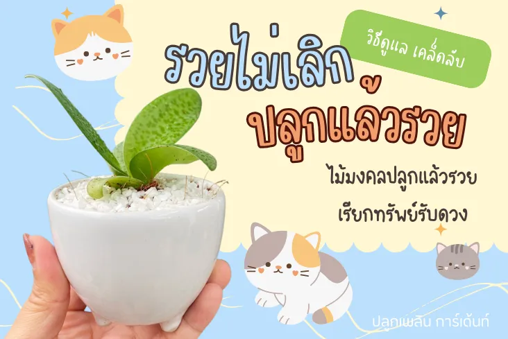 วิธีดูแล รวยไม่เลิก ไม้มงคลปลูกแล้วรวย เรียกทรัพย์รับดวง