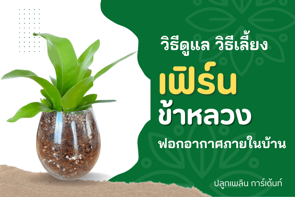 เฟิร์นข้าหลวง ต้นไม้มงคล เลี้ยงง่าย แถมช่วยฟอกอากาศ