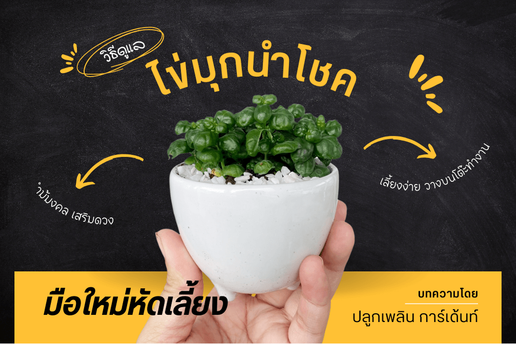 ไข่มุกนำโชค ไม้มงคล เสริมดวง สื่อถึงความอุดมสมบูรณ์