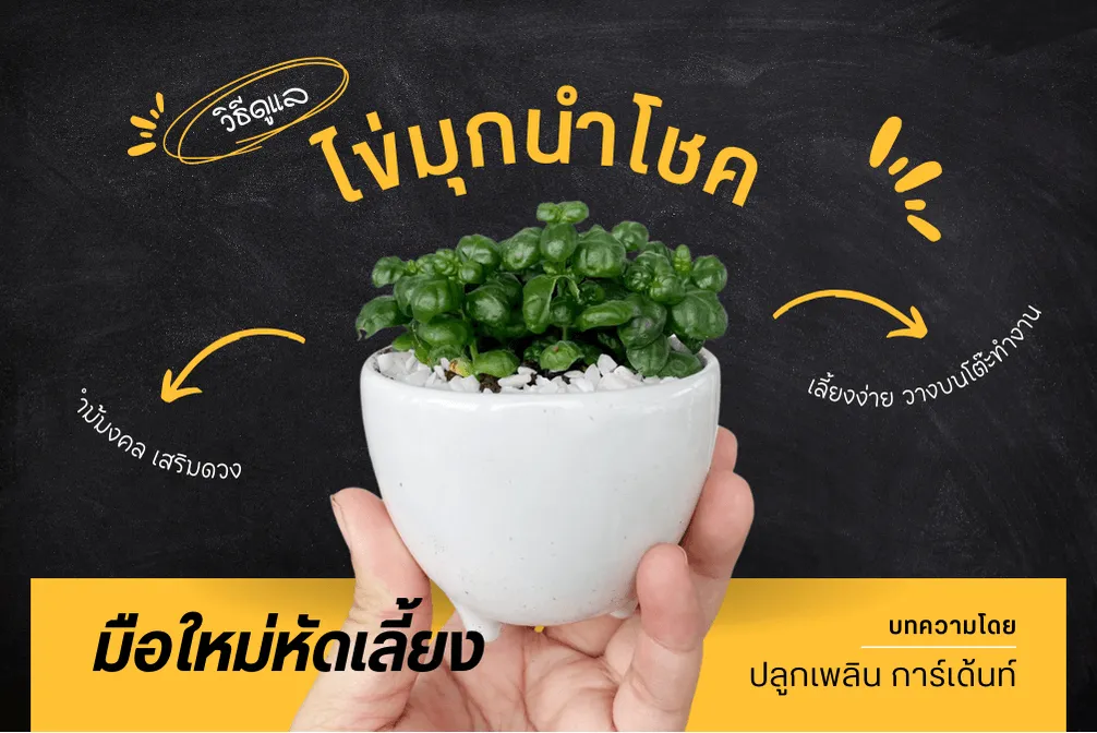 ไข่มุกนำโชค ไม้มงคล เสริมดวง สื่อถึงความอุดมสมบูรณ์