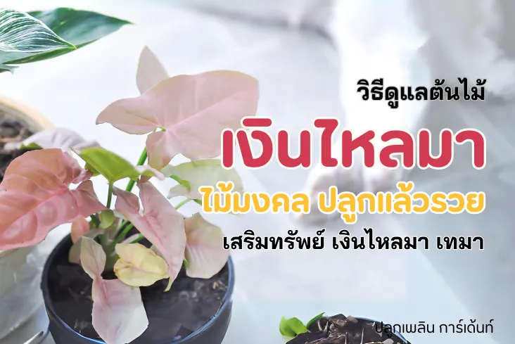 ต้นเงินไหลมา ไม้มงคล เสริมทรัพย์ไหลมา เทมา
