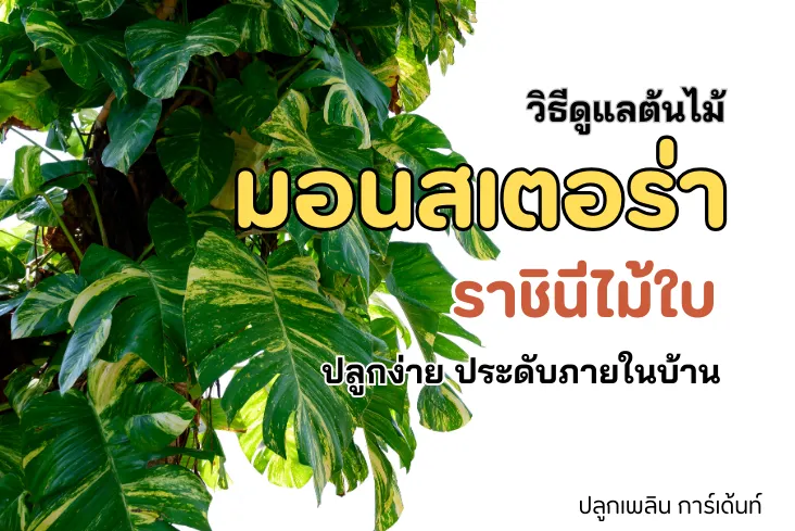 มอนสเตอร่า ราชินีไม้ใบ ปลูกง่าย ประดับภายในบ้าน
