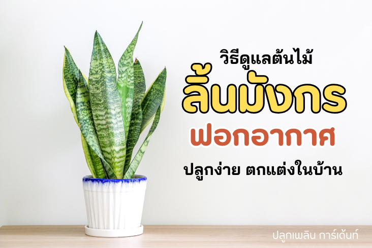 ลิ้นมังกร ไม้ฟอกอากาศ ปลูกง่าย ตกแต่งภายในบ้านได้