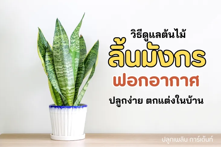 ลิ้นมังกร ไม้ฟอกอากาศ ปลูกง่าย ตกแต่งภายในบ้านได้
