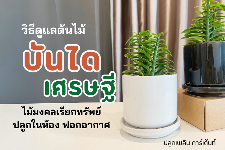 วิธีดูแล บันไดเศรษฐี ไม้มงคลเรียกทรัพย์ ปลูกในห้อง ฟอกอากาศ