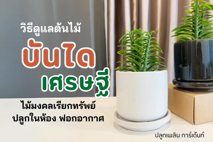 วิธีดูแล บันไดเศรษฐี ไม้มงคลเรียกทรัพย์ ปลูกในห้อง ฟอกอากาศ