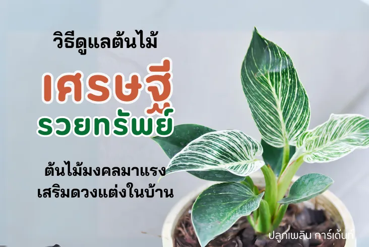 ต้นเศรษฐีรวยทรัพย์ ต้นไม้มงคลมาแรง เสริมดวง เรียกทรัพย์ รับโชค