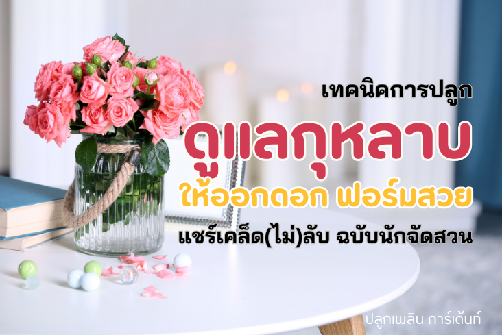 เทคนิคการปลูก และดูแล กุหลาบ ให้ออกดอก ฟอร์มสวย