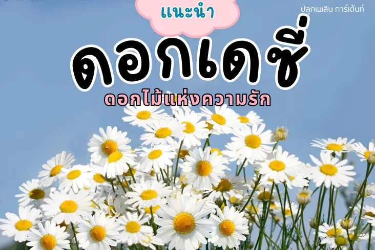 ดอกเดซี่ ดอกไม้แห่งความรัก แต่ละสีมีความหมายอย่างไร