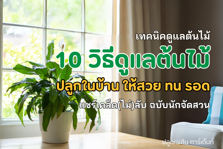 10 วิธีดูแลต้นไม้ ปลูกในบ้าน ให้สวย ทน รอด ไม่ตายแน่นอน