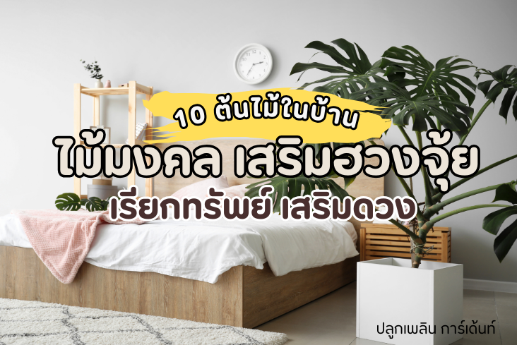 แนะนำ ต้นไม้มงคล 10 ชนิด ปลูกในบ้านได้ เรียกทรัพย์ เสริมดวง