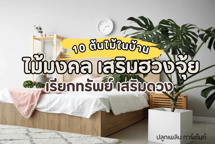 แนะนำ ต้นไม้มงคล 10 ชนิด ปลูกในบ้านได้ เรียกทรัพย์ เสริมดวง