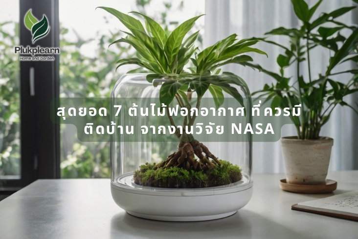 สุดยอด 7 ต้นไม้ฟอกอากาศ ที่ควรมีติดบ้าน จากงานวิจัย NASA
