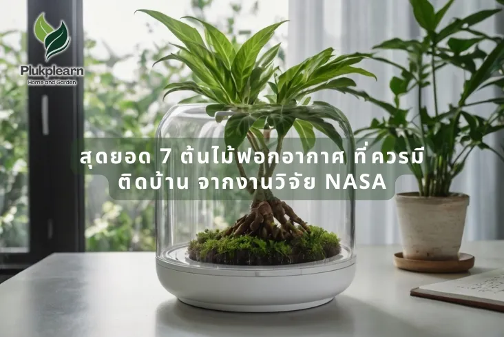 สุดยอด 7 ต้นไม้ฟอกอากาศ ที่ควรมีติดบ้าน จากงานวิจัย NASA