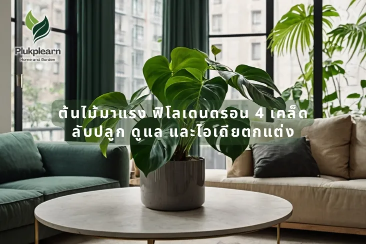 ไม้มาแรง ฟิโลเดนดรอน? 4 เคล็ดลับ ปลูก ดูแล ไอเดียตกแต่งบ้าน