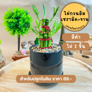 ไผ่กวนอิม ปลูกในดิน