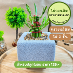 ไผ่ กวน อิม ไม้ มงคล ไม้ ฟอก อากาศ ต้นไม้ ออนไลน์