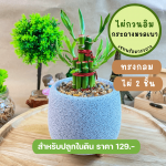 ไผ่ กวน อิม ไม้ มงคล ไม้ ฟอก อากาศ ต้นไม้ ออนไลน์