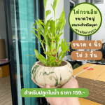 ไผ่ กวน อิม ไม้ มงคล ไม้ ฟอก อากาศ ต้นไม้ ออนไลน์