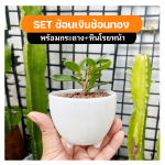 ช้อนเงิน ช้อนทอง ไม้ มงคล ไม้ ฟอก อากาศ ต้นไม้ ออนไลน์