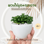 ไข่มุก นำโชค ไม้ มงคล ไม้ ฟอก อากาศ ต้นไม้ ออนไลน์