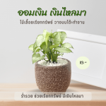 ออมเงิน เงินไหลมา ไม้ มงคล ไม้ ฟอก อากาศ ต้นไม้ ออนไลน์