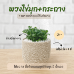 ไข่มุก นำโชค ไม้ มงคล ไม้ ฟอก อากาศ ต้นไม้ ออนไลน์