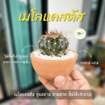 บันได ว่านตีนตะขาบ ไม้ มงคล ไม้ ฟอก อากาศ ต้นไม้ ออนไลน์