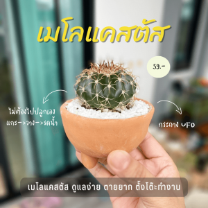 บันได ว่านตีนตะขาบ ไม้ มงคล ไม้ ฟอก อากาศ ต้นไม้ ออนไลน์