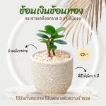 ช้อนเงิน ช้อนทอง ไม้ มงคล ไม้ ฟอก อากาศ ต้นไม้ ออนไลน์