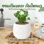 ออมเงิน ไม้ มงคล ไม้ ฟอก อากาศ ต้นไม้ ออนไลน์