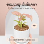 ออมเงิน เงินไหลมา ไม้ มงคล ไม้ ฟอก อากาศ ต้นไม้ ออนไลน์