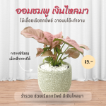 ออมเงิน เงินไหลมา ไม้ มงคล ไม้ ฟอก อากาศ ต้นไม้ ออนไลน์
