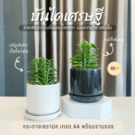 บันไดเศรษฐี พร้อมกระถางเซรามิก 3 ขา ไม้มงคล บันไดเงินบันไดทอง ว่านตีนตะขาบ