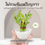 ไผ่กวนอิม ไม้ มงคล ไม้ ฟอก อากาศ ต้นไม้ ออนไลน์