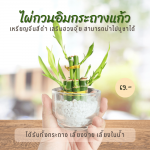 ไผ่กวนอิม ปลูกในน้ำ ไม้ มงคล ไม้ ฟอก อากาศ ต้นไม้ ออนไลน์