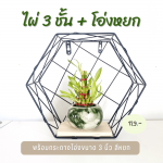 ไผ่กวนอิม ไม้ มงคล ไม้ ฟอก อากาศ ต้นไม้ ออนไลน์